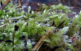 Attēlu rezultāti vaicājumam “Thamnobryum subserratum sporophyte”