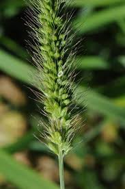 Attēlu rezultāti vaicājumam “Setaria viridis”