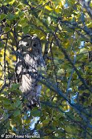 Attēlu rezultāti vaicājumam “Strix uralensis adult”