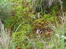 Attēlu rezultāti vaicājumam “Sphagnum molle”