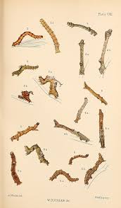 Attēlu rezultāti vaicājumam “Plagodis dolabraria”