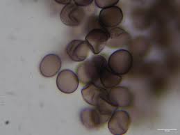 Attēlu rezultāti vaicājumam “Physarum decipiens”