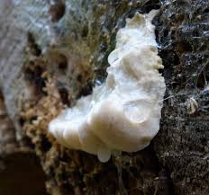 Attēlu rezultāti vaicājumam “Aurantiporus fissilis”