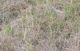 Attēlu rezultāti vaicājumam “Comatricha fragilis stalked”