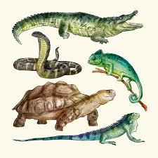 Attēlu rezultāti vaicājumam “Reptilia”