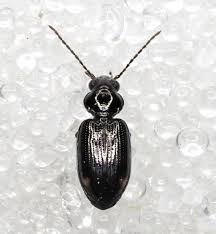 Attēlu rezultāti vaicājumam “Bembidion litorale”