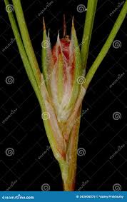 Attēlu rezultāti vaicājumam “Juncus bufonius bud”