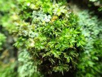 Attēlu rezultāti vaicājumam “Syntrichia papillosa”