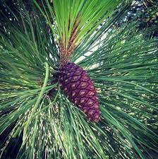 Attēlu rezultāti vaicājumam “Pinus ponderosa fruit”