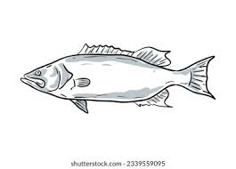 Image result for Mycteroperca phenax