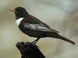 Image result for Turdus torquatus