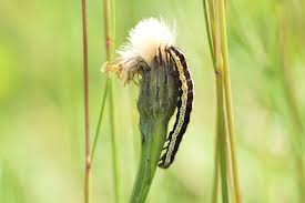 Attēlu rezultāti vaicājumam “Cucullia lucifuga”