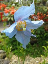 Image result for Meconopsis betonicifolia