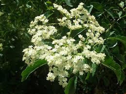 Attēlu rezultāti vaicājumam “Sambucus nigra flower”