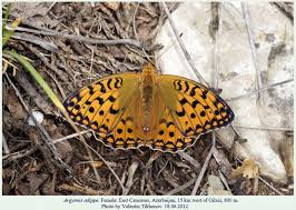 Attēlu rezultāti vaicājumam “Argynnis adippe female”