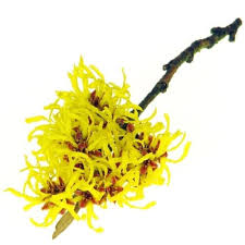 Attēlu rezultāti vaicājumam “Hamamelis”