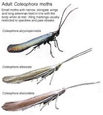 Attēlu rezultāti vaicājumam “Coleophoridae”