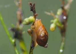 Attēlu rezultāti vaicājumam “Succinea”