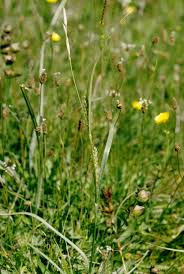 Attēlu rezultāti vaicājumam “Carex hirta”