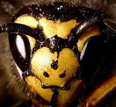 Attēlu rezultāti vaicājumam “Vespula germanica”