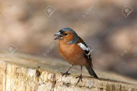 Attēlu rezultāti vaicājumam “Fringilla coelebs male”