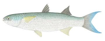 Image result for Crenimugil seheli