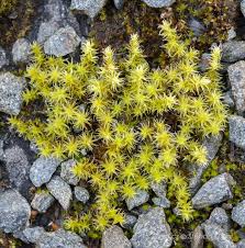 Attēlu rezultāti vaicājumam “Racomitrium canescens”