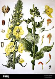Attēlu rezultāti vaicājumam “Verbascum densiflorum”