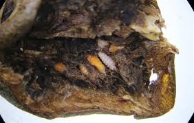 Attēlu rezultāti vaicājumam “Rabdophaga salicis”