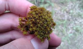 Attēlu rezultāti vaicājumam “Syntrichia ruralis var. ruralis sporophyte”