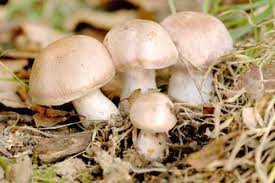 Attēlu rezultāti vaicājumam “Cortinarius traganus”