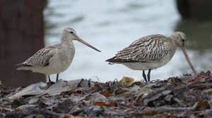 Attēlu rezultāti vaicājumam “Limosa lapponica adult”