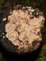 Attēlu rezultāti vaicājumam “Stereum rugosum”