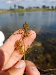 Attēlu rezultāti vaicājumam “Chara contraria”