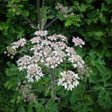 Attēlu rezultāti vaicājumam “Heracleum sphondylium subsp. sibiricum fruit”