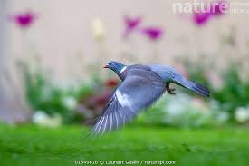 Image result for Columba palumbus