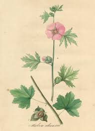 Image result for Malva alcea