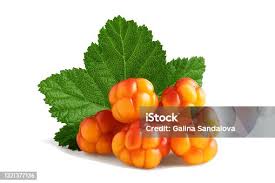 Attēlu rezultāti vaicājumam “Rubus chamaemorus leaf”