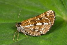 Attēlu rezultāti vaicājumam “Bupalus piniaria female”
