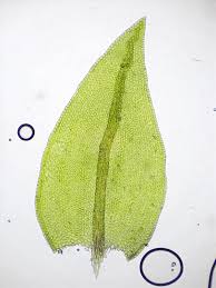 Attēlu rezultāti vaicājumam “Leskea polycarpa”