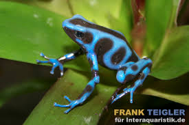 Image result for blauer baumsteiger