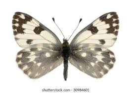 Attēlu rezultāti vaicājumam “Pontia edusa”