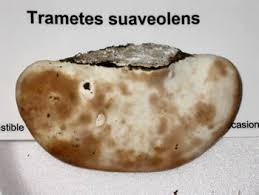 Attēlu rezultāti vaicājumam “Trametes suaveolens”