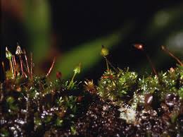 Attēlu rezultāti vaicājumam “Dicranella staphylina macro”