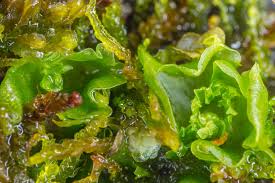 Attēlu rezultāti vaicājumam “Moerckia hibernica”