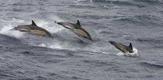 Image result for Delphinus delphis