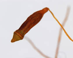 Attēlu rezultāti vaicājumam “Aulacomnium androgynum”