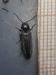 Attēlu rezultāti vaicājumam “Cidnopus aeruginosus”