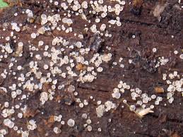 Attēlu rezultāti vaicājumam “Hyaloscypha hyalina”