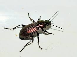 Attēlu rezultāti vaicājumam “Poecilus lepidus”